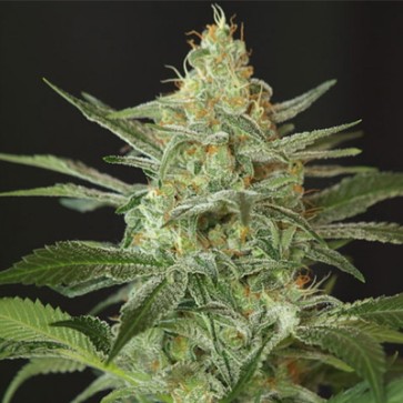 OG Kush Feminised Hemp Seeds